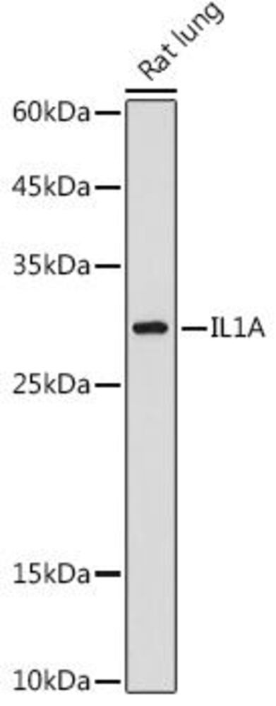 Anti-IL-1 alpha Antibody