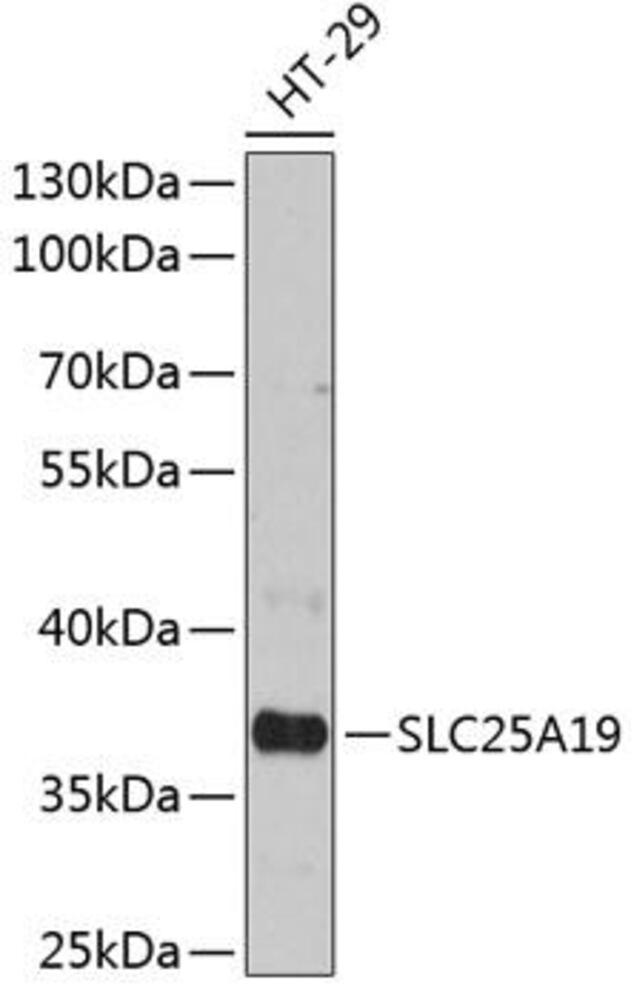 Anti-SLC25A19 Antibody