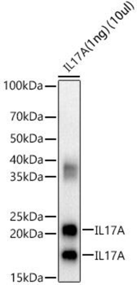Anti-IL-17A Antibody, 100 µl