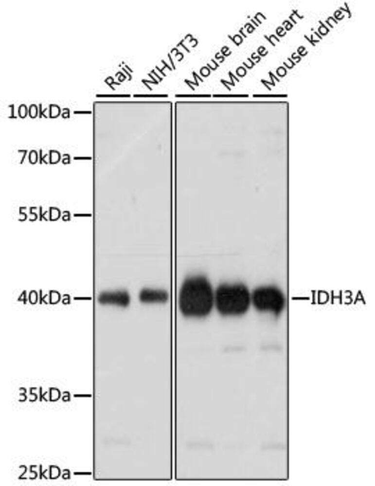 Anti-IDH3A Antibody, 100 µl