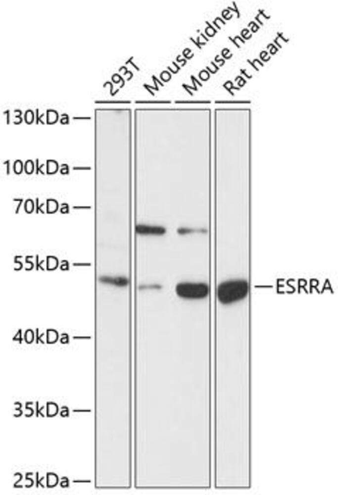 Anti-Estrogen Related Receptor alpha Antibody, 100 µl