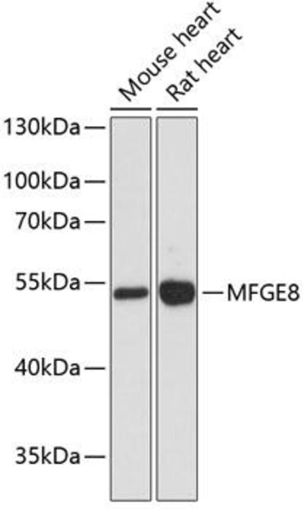 Anti-Milk Fat Globule 1 Antibody, 100 µl