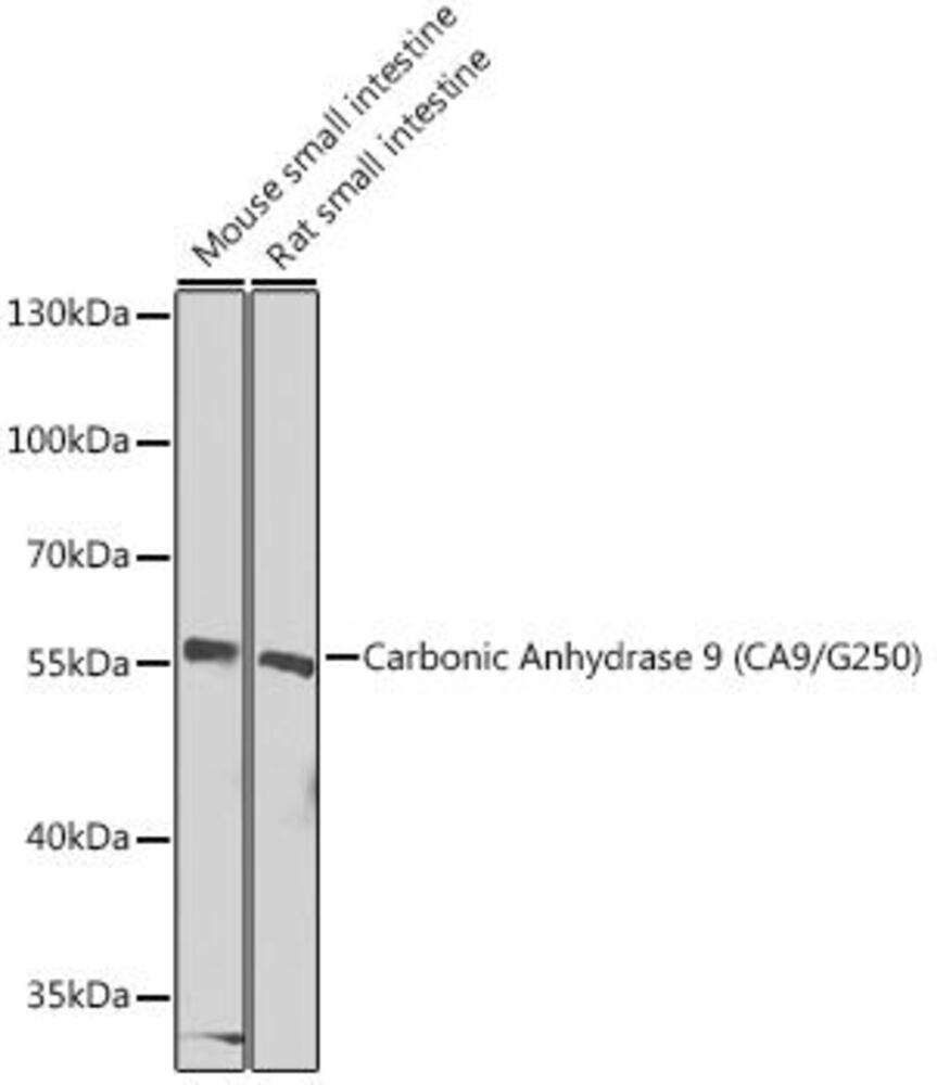 Anti-Carbonic Anhydrase 9/CA9 Antibody, 100 µl
