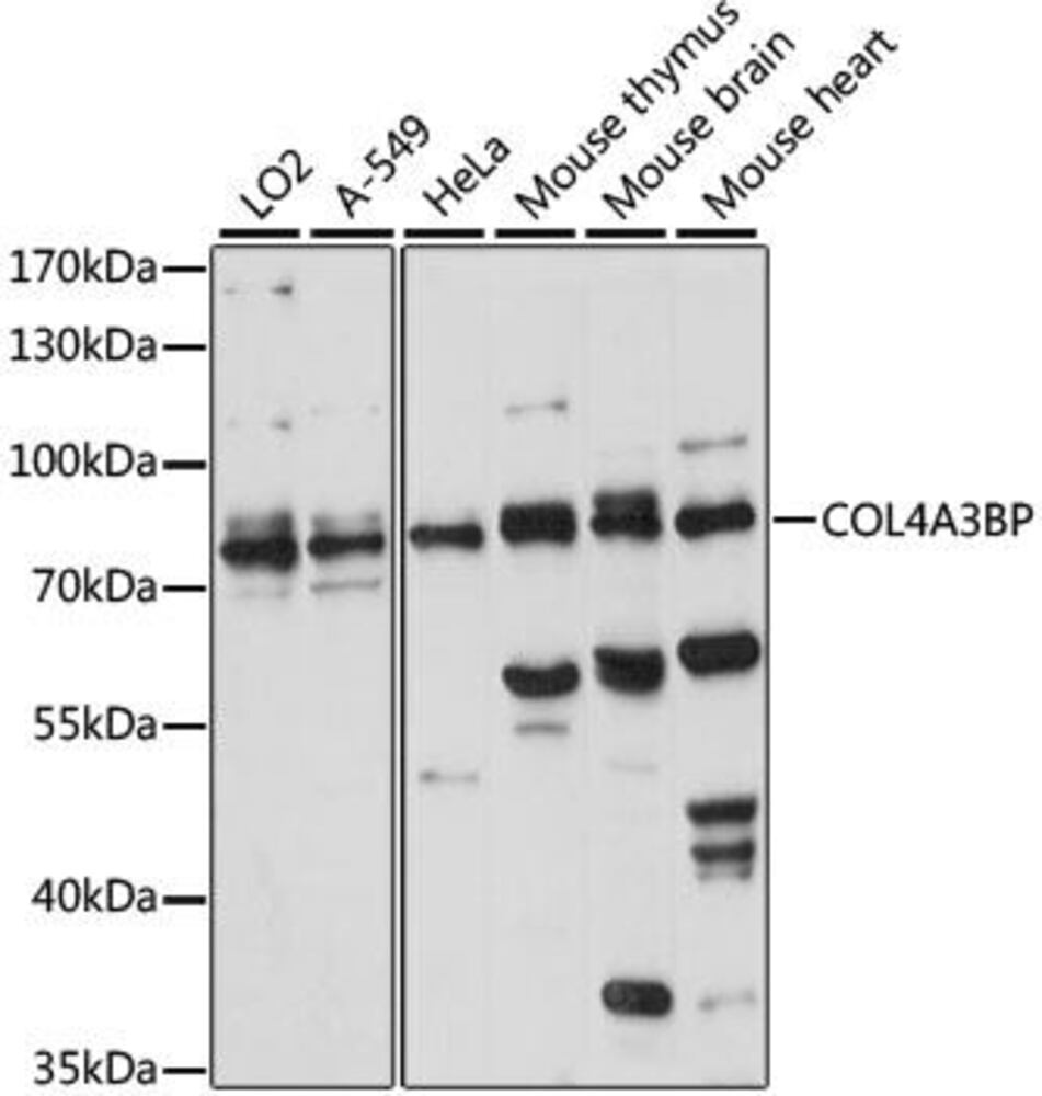Anti-CERT Antibody, 100 µl