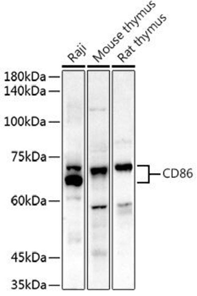 Anti-CD86 Antibody, 100 µl