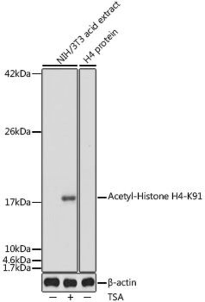 Anti-Histone H4 (acetyl Lys91) Antibody, 100 µl