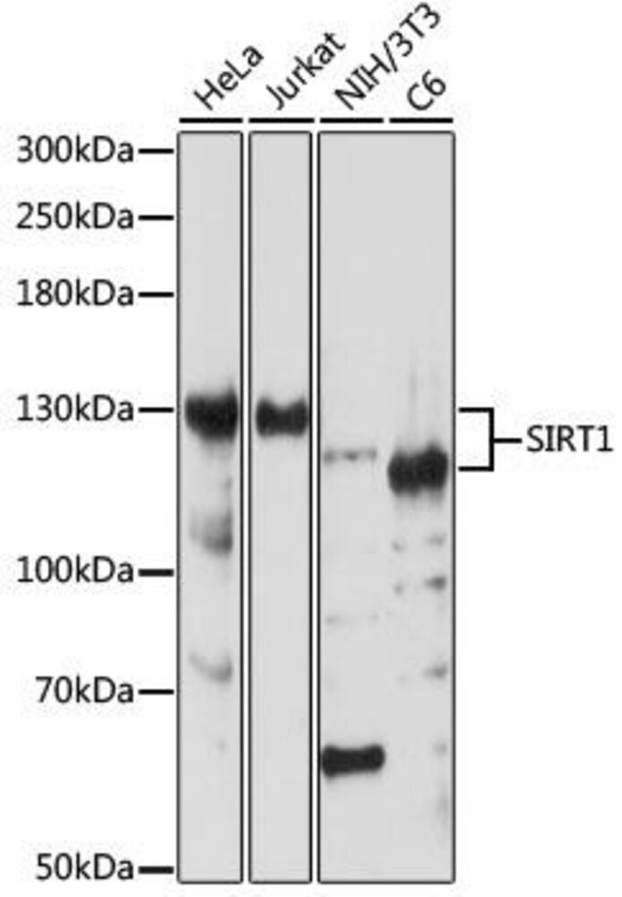 Anti-SIRT1 Antibody