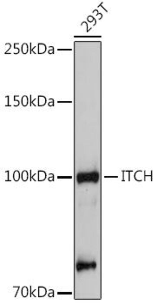 Anti-ITCH/AIP4 Antibody, 100 µl