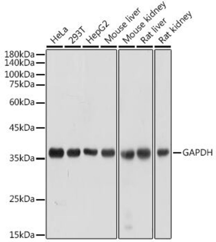 Anti-GAPDH Antibody