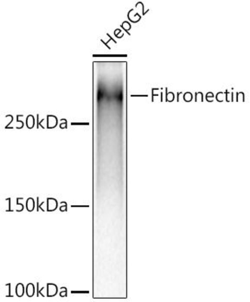 Anti-Fibronectin Antibody [ARC2692]