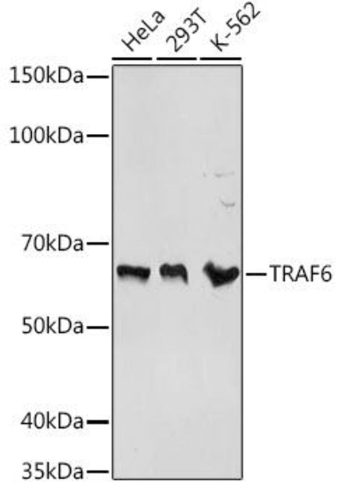 Anti-TRAF6 Antibody