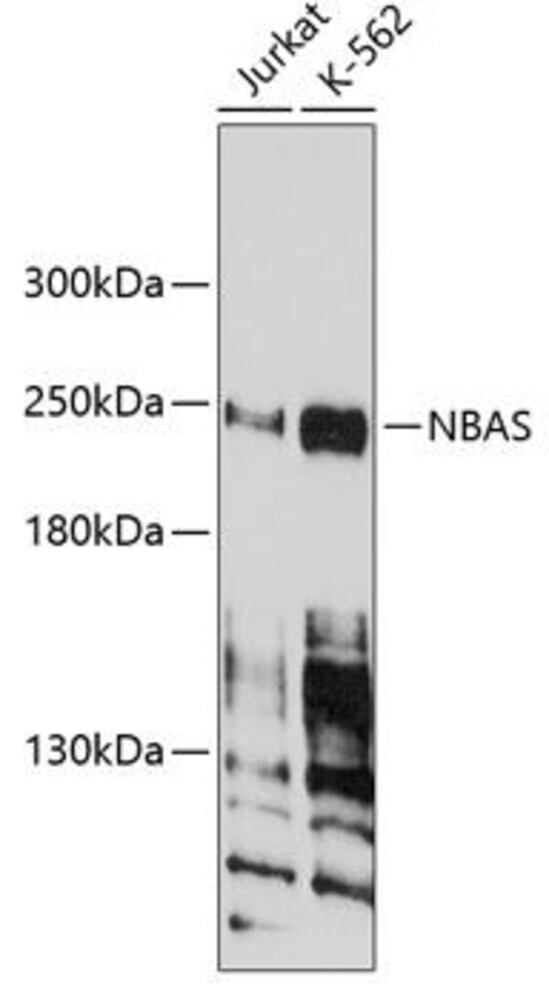 Anti-NBAS Antibody, 100 µl