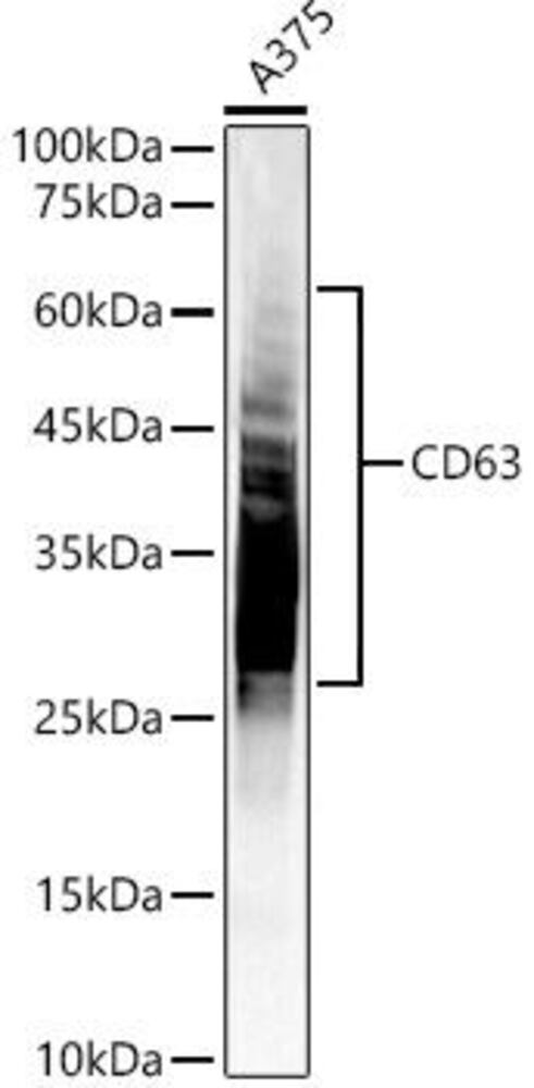 Anti-CD63 Antibody, 100 µl