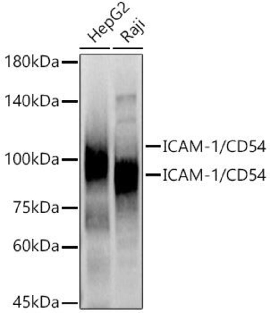 Anti-ICAM1 Antibody, 100 µl
