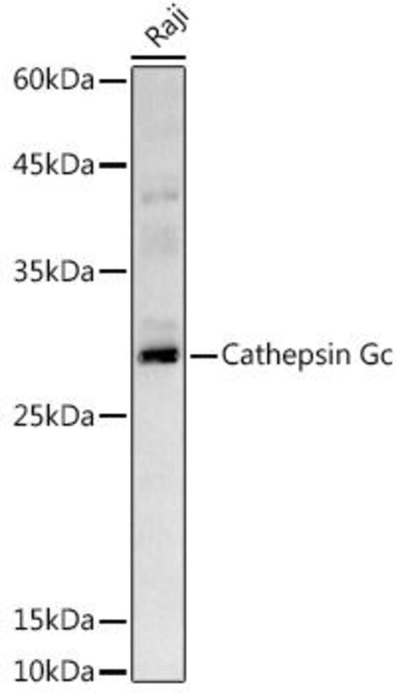 Anti-Cathepsin G Antibody, 100 µl