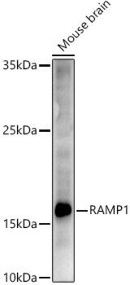 Anti-RAMP1 Antibody, 100 µl