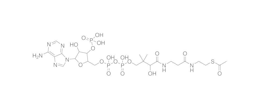 Acetyl coenzyme A, free acid