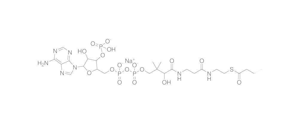 Butyryl Coenzyme A, Sodium salt