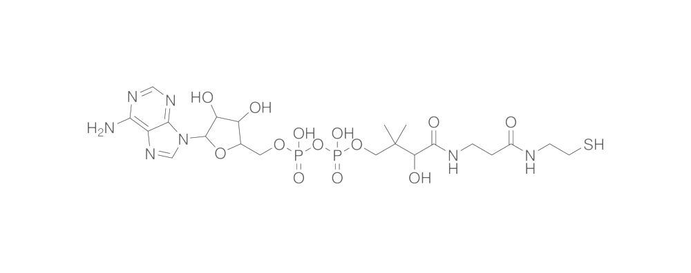 3-Dephosphocoenzyme A, Free acid