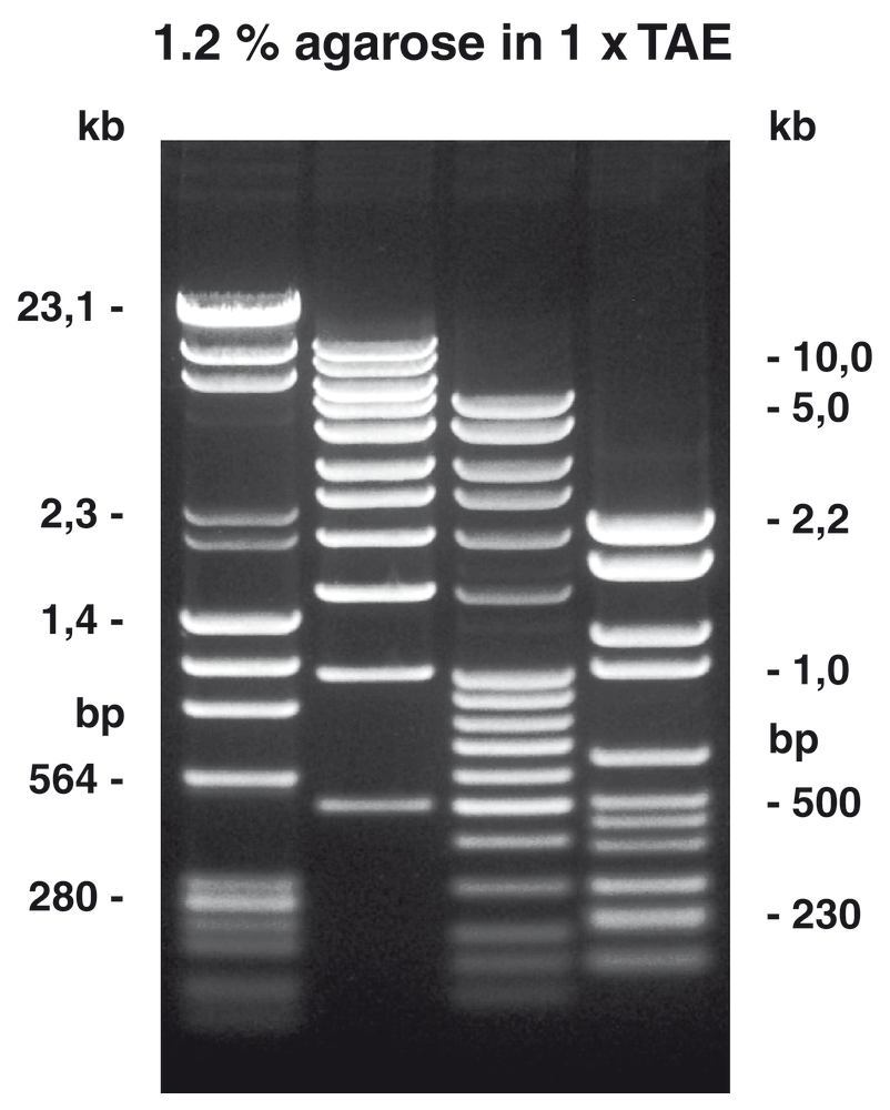 Image of Agarose NEEO ultra-quality ROTI®Garose