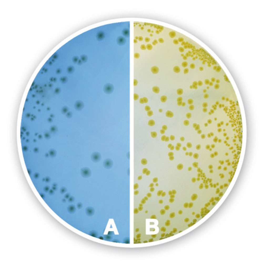 CLED Agar, for microbiology, 500 g, plastic - Luminix Health