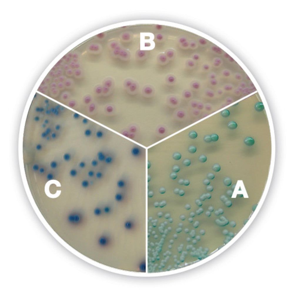 Image of Candida chromogenic Agar plus