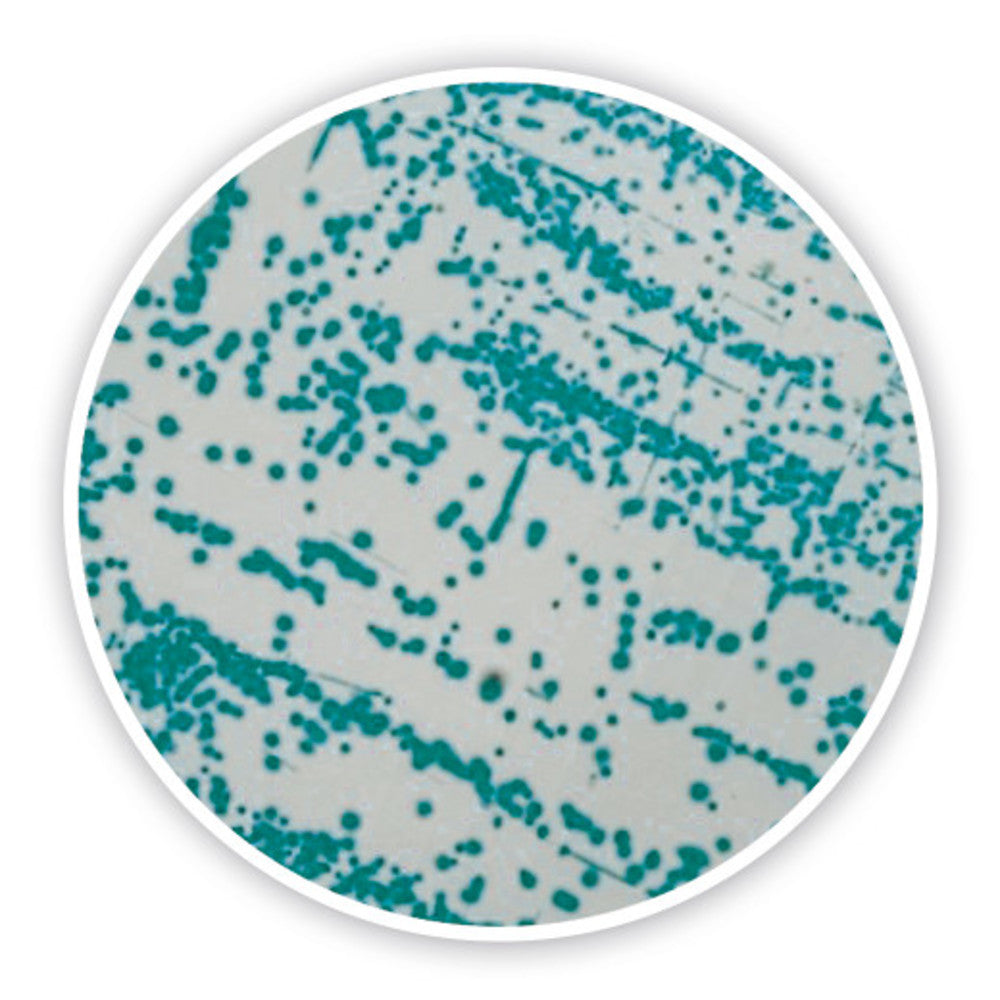 Cronobacter chromogenic Agar, ISO 22964,2017, for microbiology, 100 g, plastic - Luminix Health
