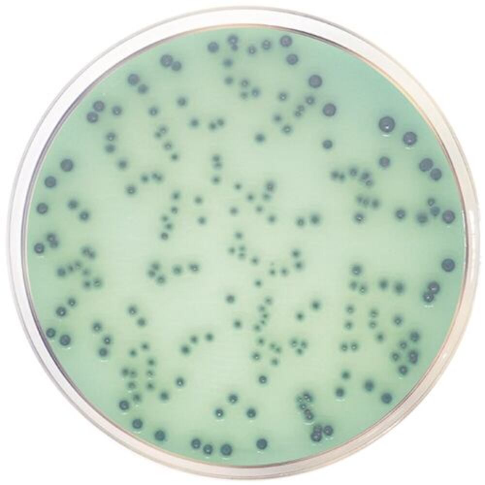 Hektoen Enteric Agar, ISO 21567, 500 g