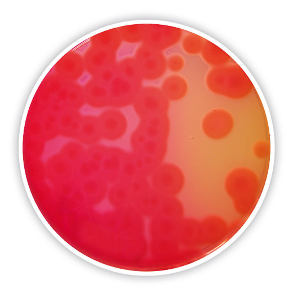 Mannitol egg yolk polymyxin agar (base)
