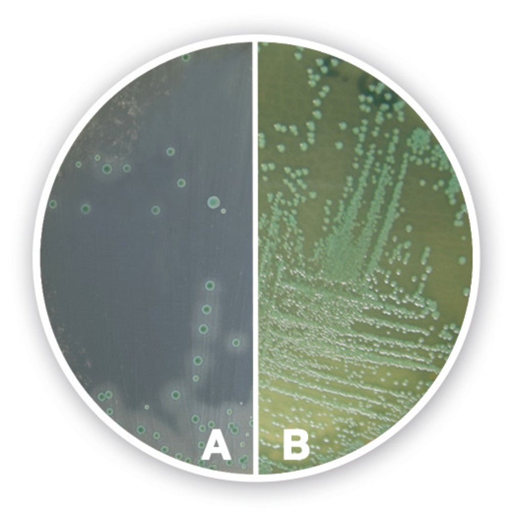 Listeria chromogenic Agar (Basis), ISO 11290,2004, ISO 11133, 100 g, plastic - Luminix Health