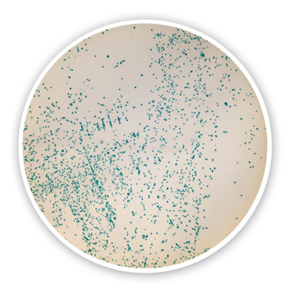 m-EI-chromogenic Agar (Base), for microbiology, 100 g, plastic - Luminix Health