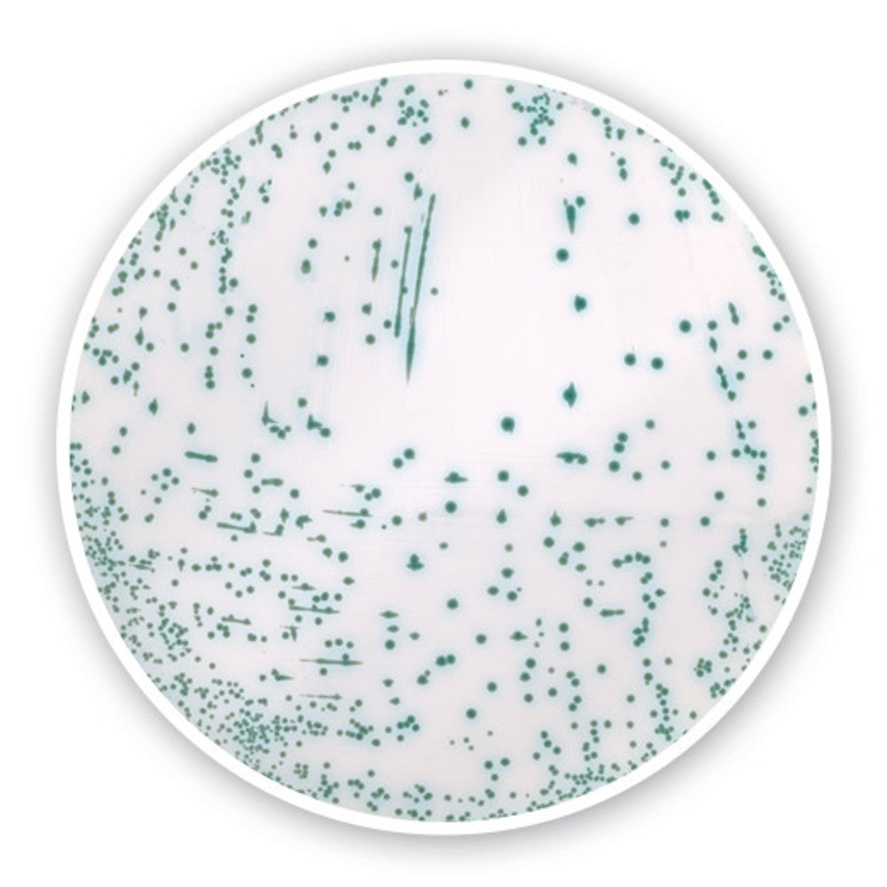 MRSA chromogenic Agar (Base), for microbiology, 100 g, plastic - Luminix Health