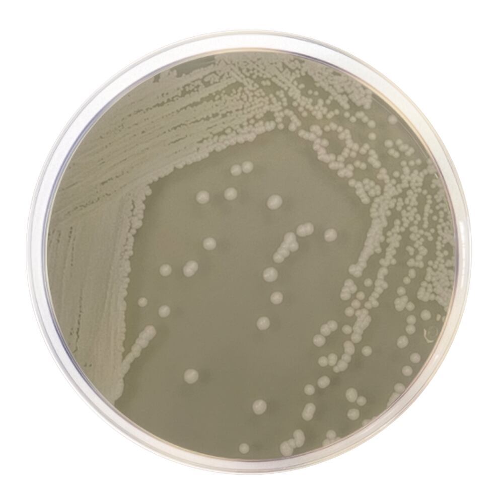 OGA Agar (Base)