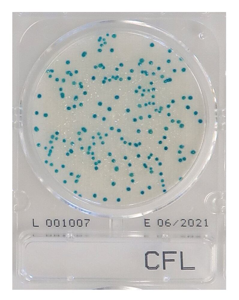Compact Dry CF-L