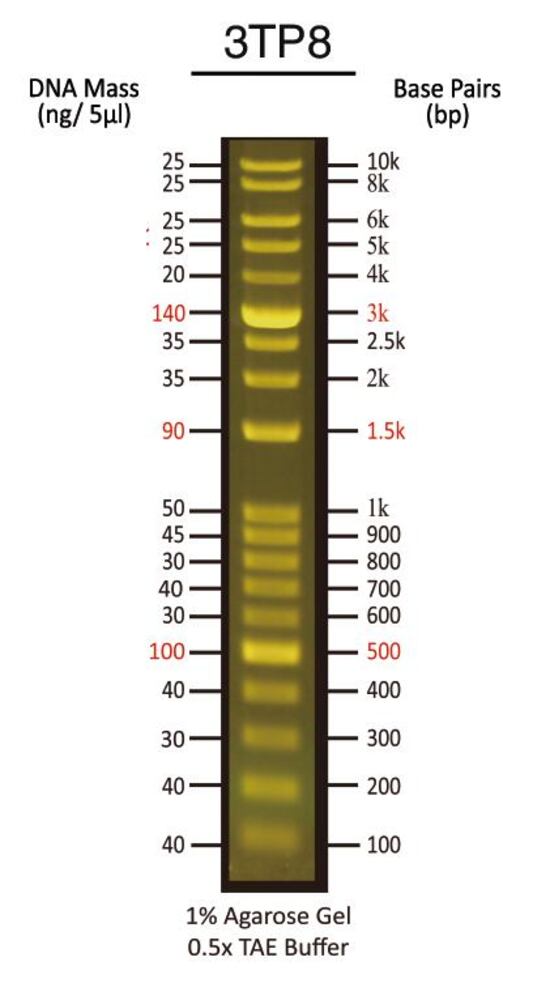 1 kb Plus Fluorescent DNA Ladder