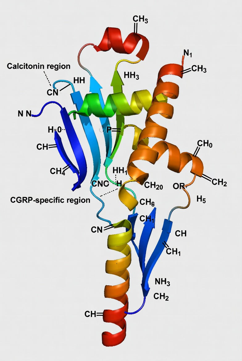 Image of α-CGRP, mouse, rat, 1 mg - Luminix Health