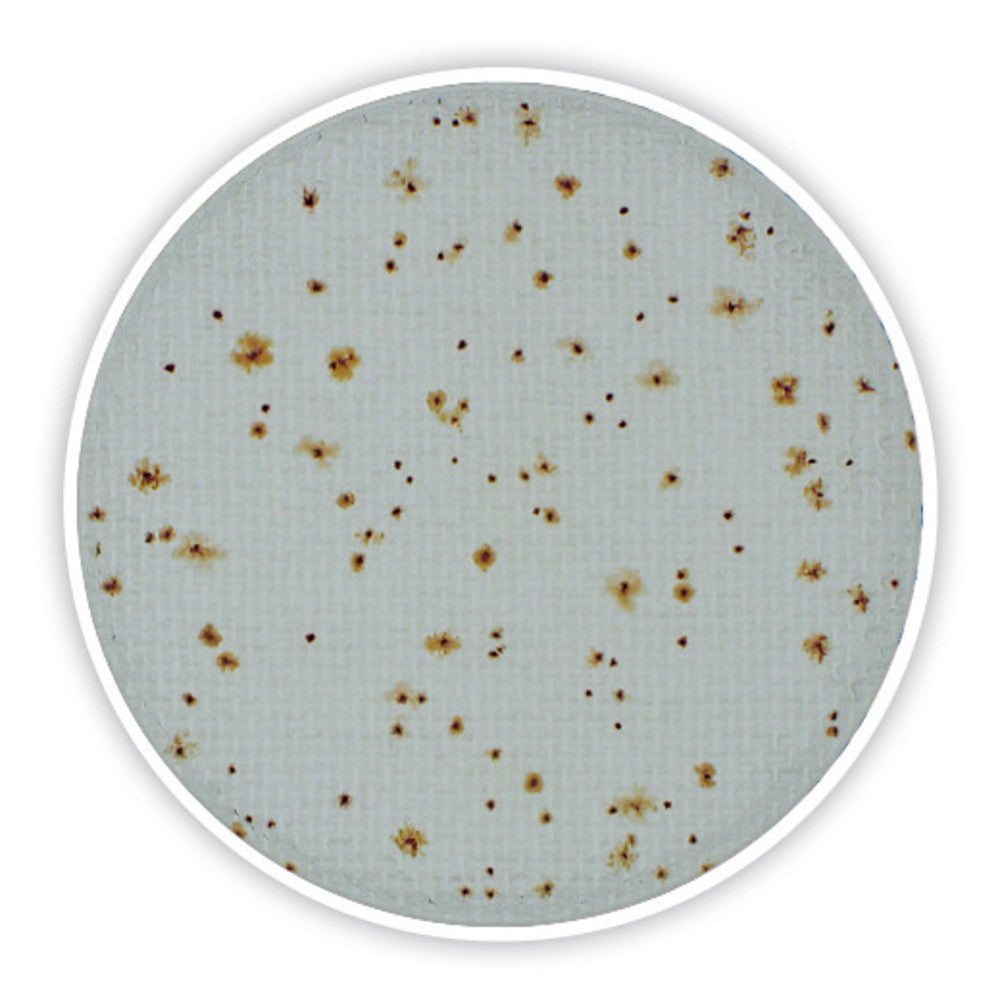 Compact Dry TC, sterile, for microbiology, 8 unit(s), blister - Luminix Health