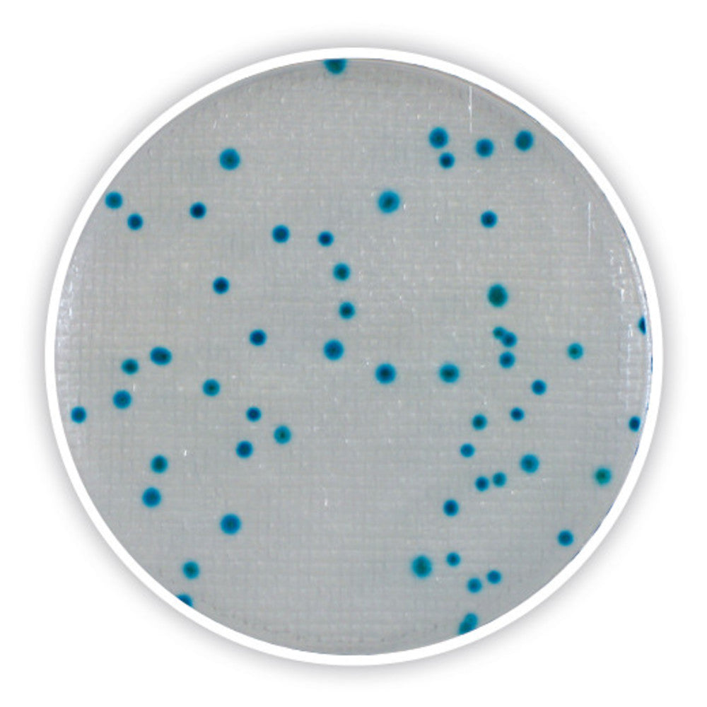 Compact Dry CF, sterile, for microbiology, 40 unit(s), blister - Luminix Health