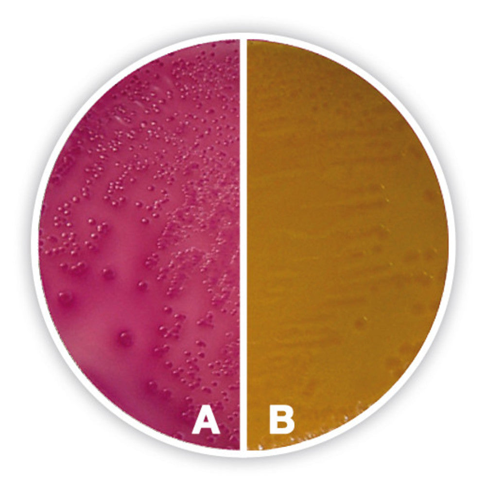 Sorbitol MacConkey Agar, ISO 11133, ISO 16654, 500 g, plastic - Luminix Health