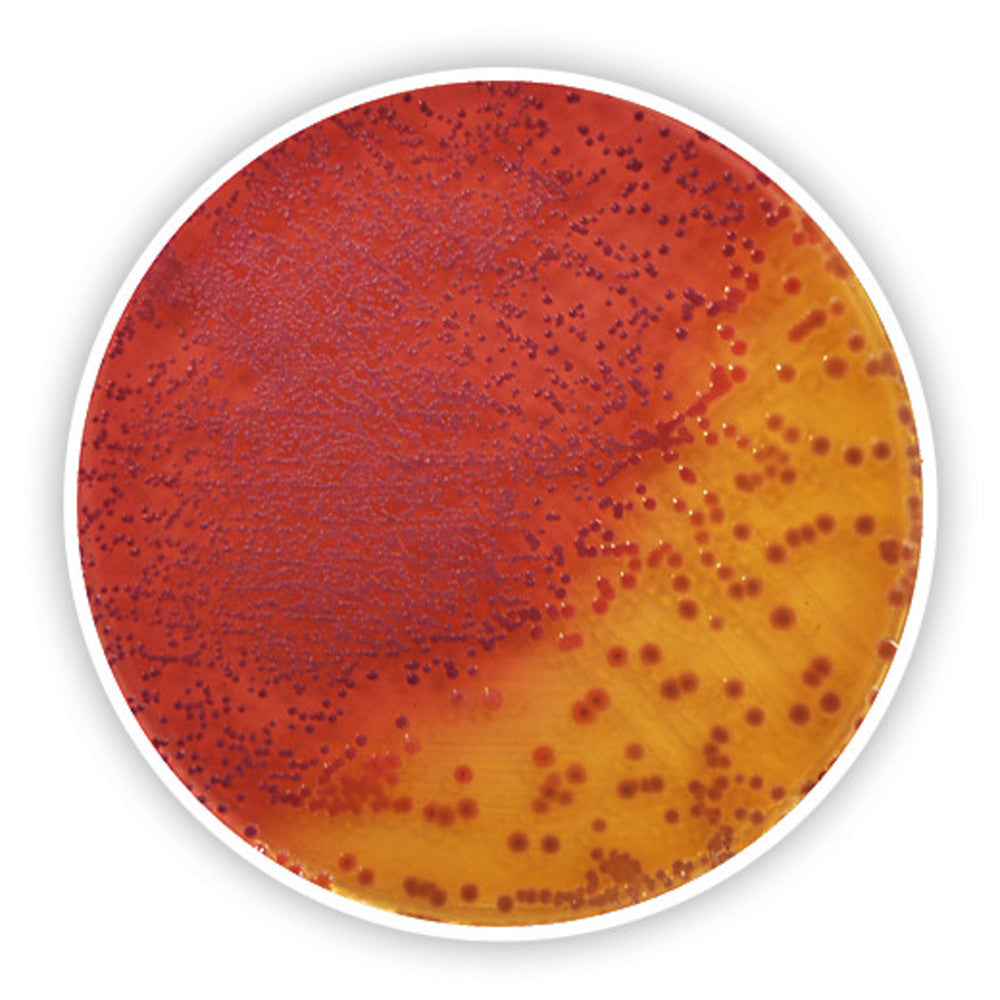 Yersinia Selektive Agar (Base), ISO 10273, ISO 11133, for microbiology, 500 g - Luminix Health