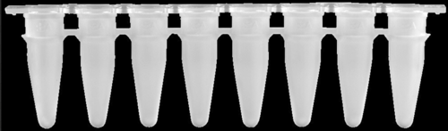 Image of AHN myTube® qPCR strip 8 tubes 0,1 mL, white, bag, Case / 5 x 10 x 12 pcs.