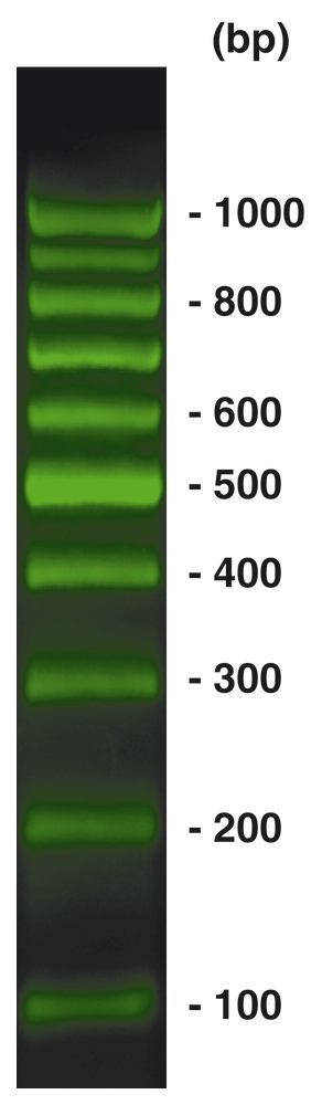100 bp-DNA-Ladder BrightGreen, ready-to-use, pre-dyed, 500 µl, plastic - Luminix Health