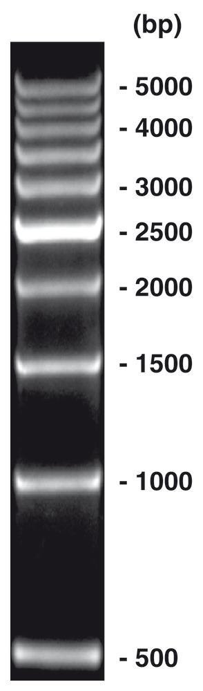500 bp-DNA-Ladder, ready-to-use, not pre-dyed, 500 µl, plastic - Luminix Health