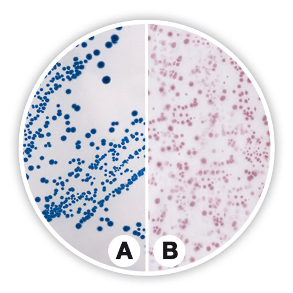 Coliforms chromogenic Agar (ISO), ISO 9308-1, ISO 11133, for microbiology, 500 g - Luminix Health