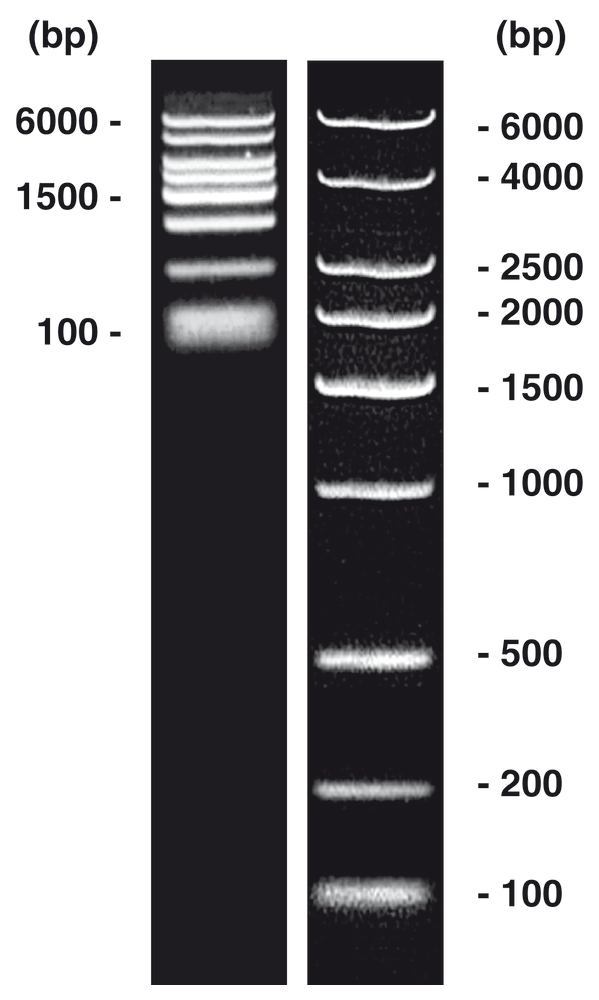 DNA-Marker short-run extended, DNA-ladder (lyophil.), 50 µg, plastic - Luminix Health