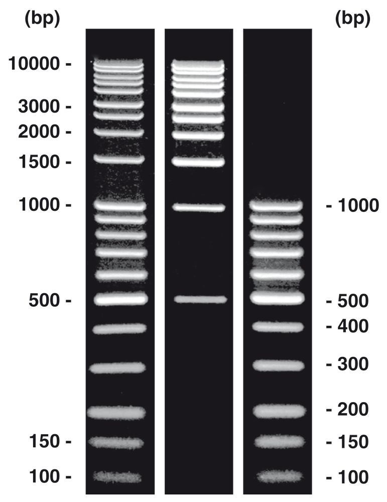 DNA-Ladder combi (T833.1+Y014.1), DNA-ladder (lyophil.), 1 set, plastic - Luminix Health