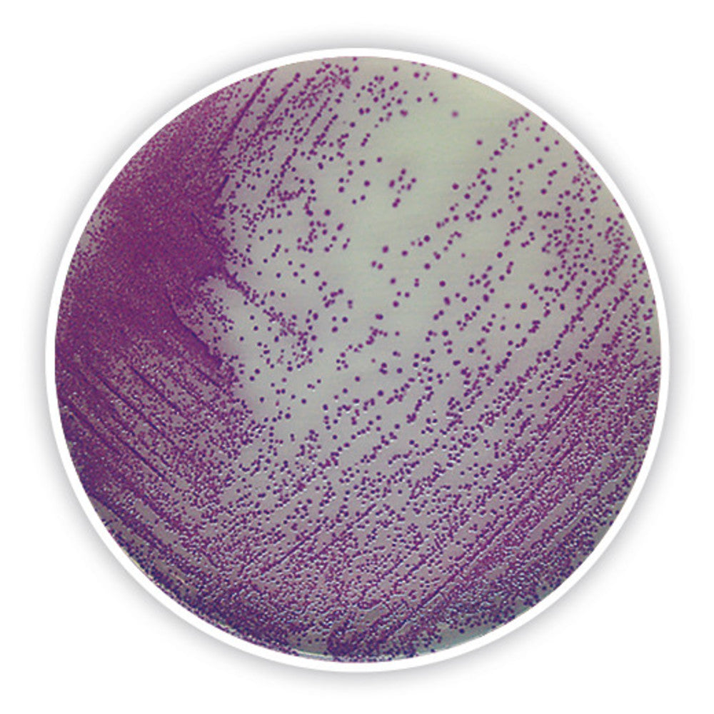 Salmonella chromogenic Agar, for microbiology, 100 g, plastic - Luminix Health
