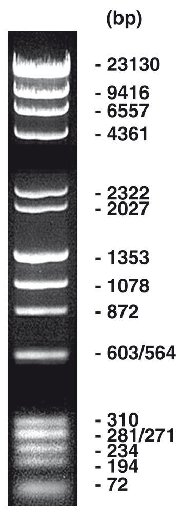 Lambda Hind III / phiX Hae III Marker, DNA ladder + gel loading buffer, 50 µg - Luminix Health