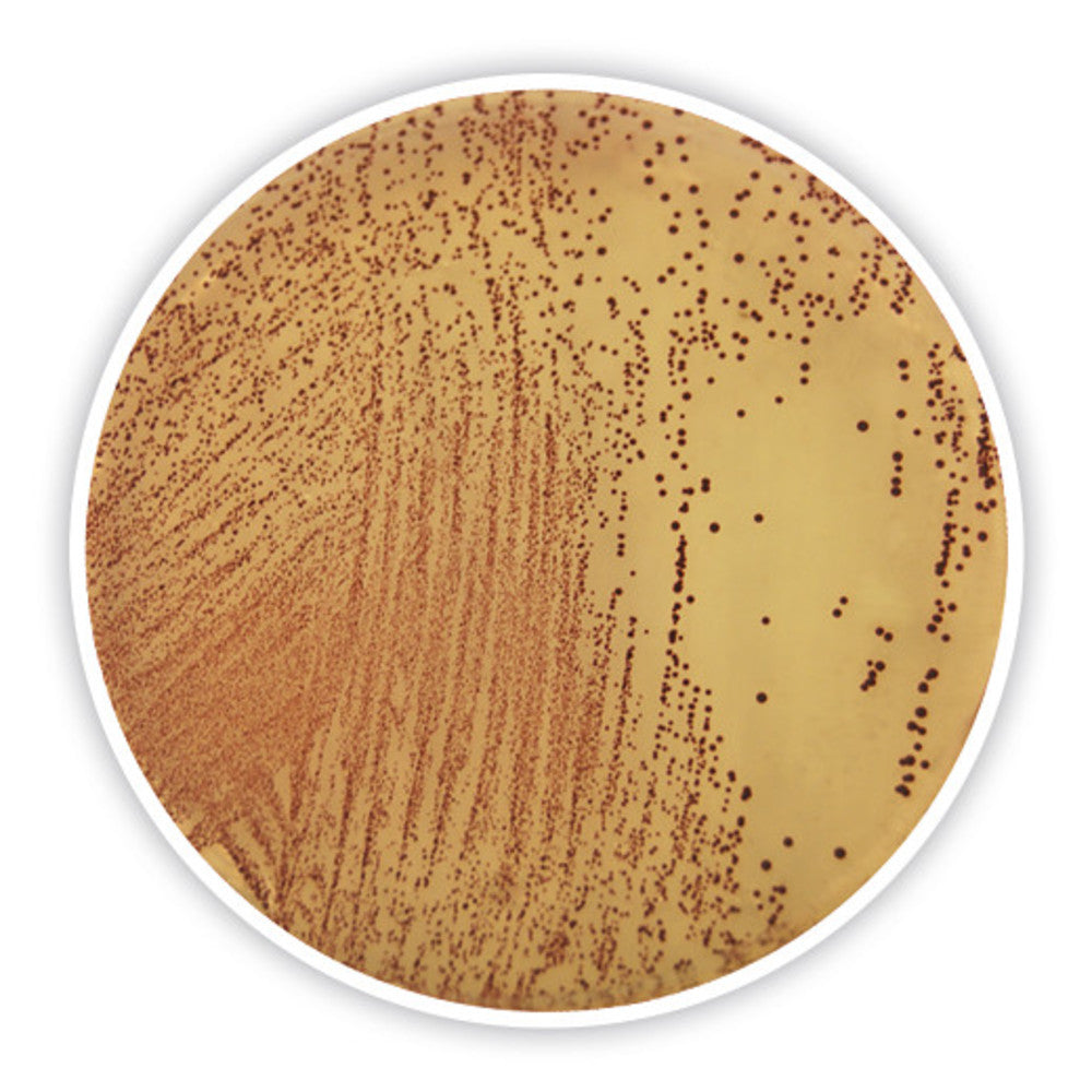 Slanetz-Bartley Medium (with tetrazolium, chloride), DEV, ISO 7899-2,2000, 500 g - Luminix Health