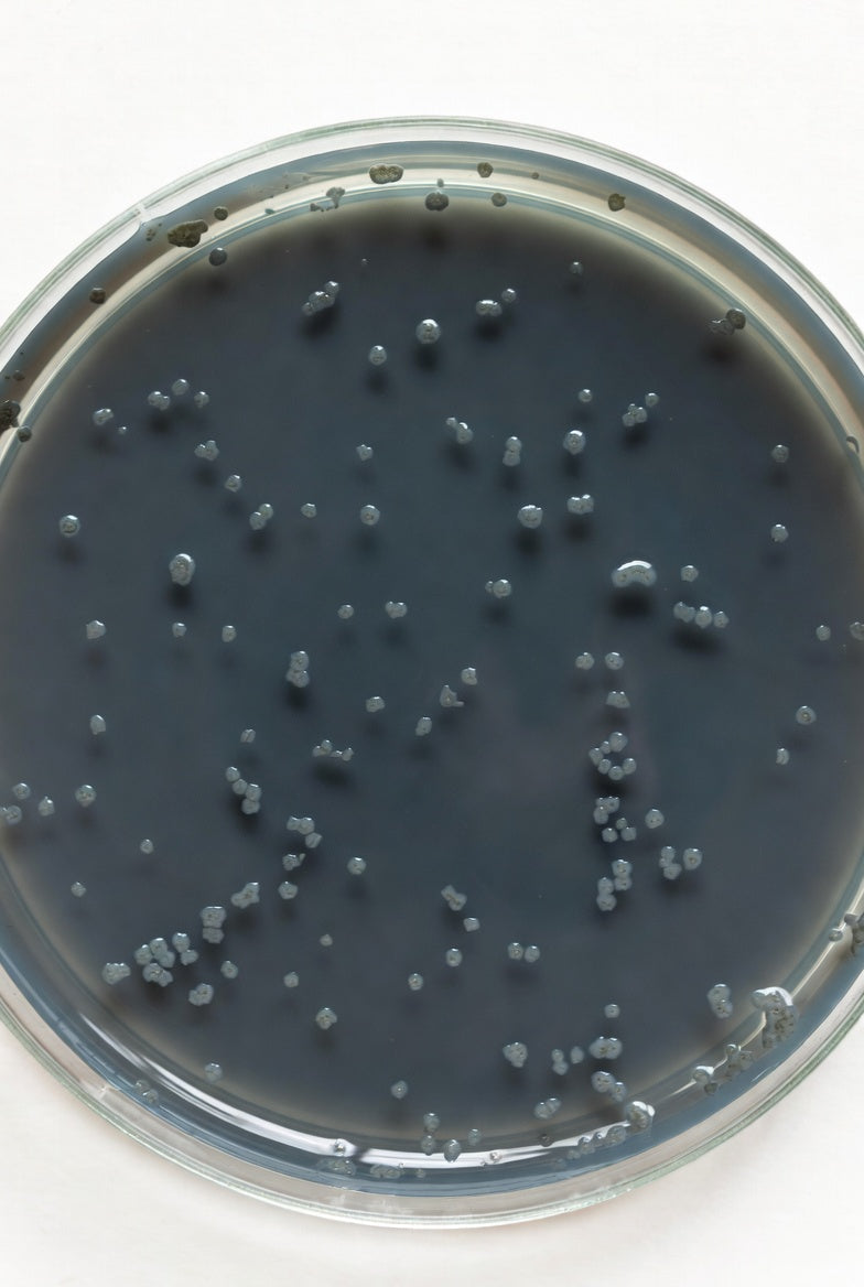 R2A-Agar, for microbiology, 500 g, plastic - Luminix Health